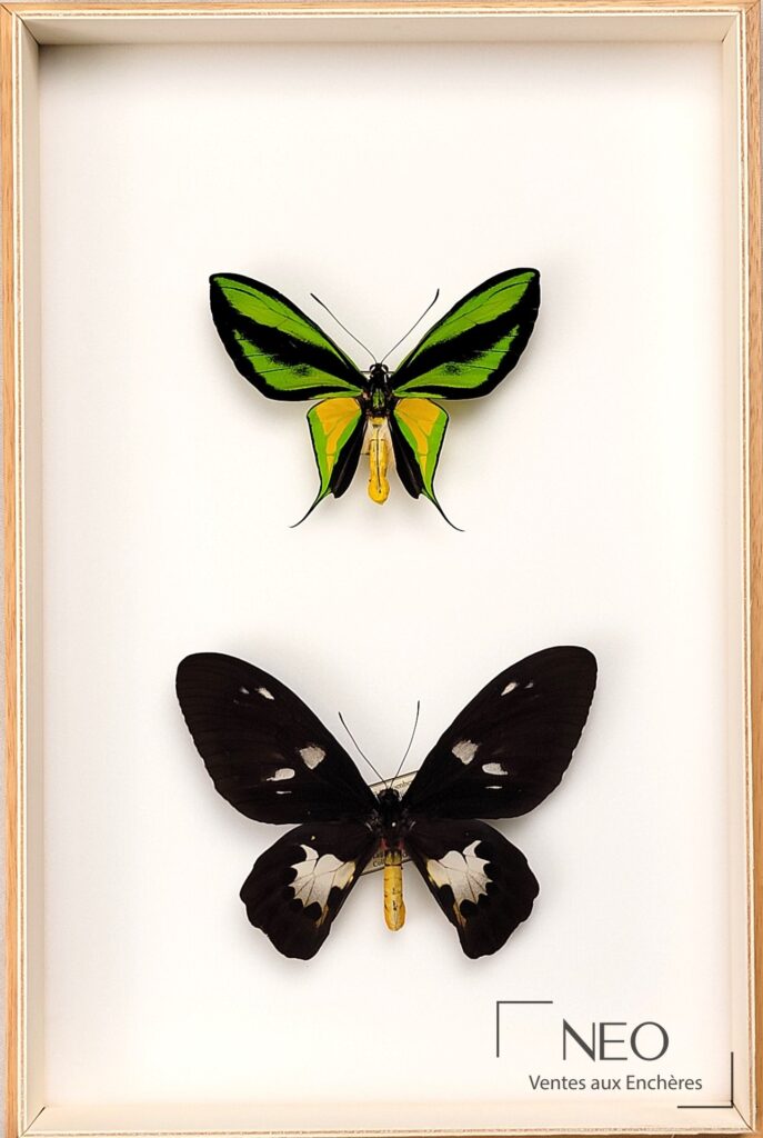 Boîte encadrée contenant deux papillons Ornithoptera paradisea sur fond blanc