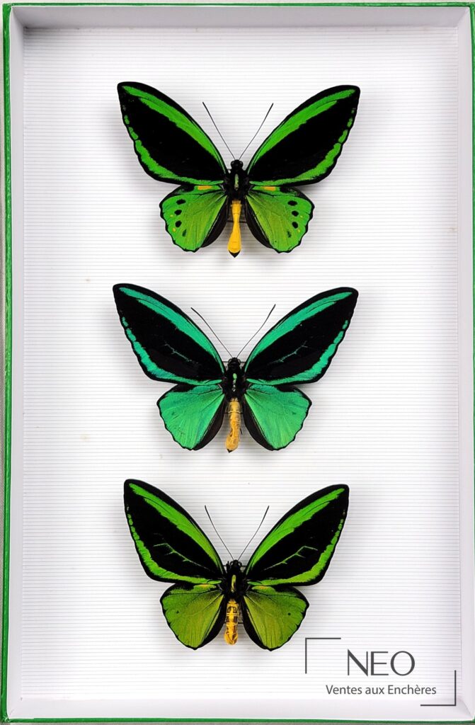 Trois papillons Ornithoptera priamus présentés dans une boîte à fond blanc.
