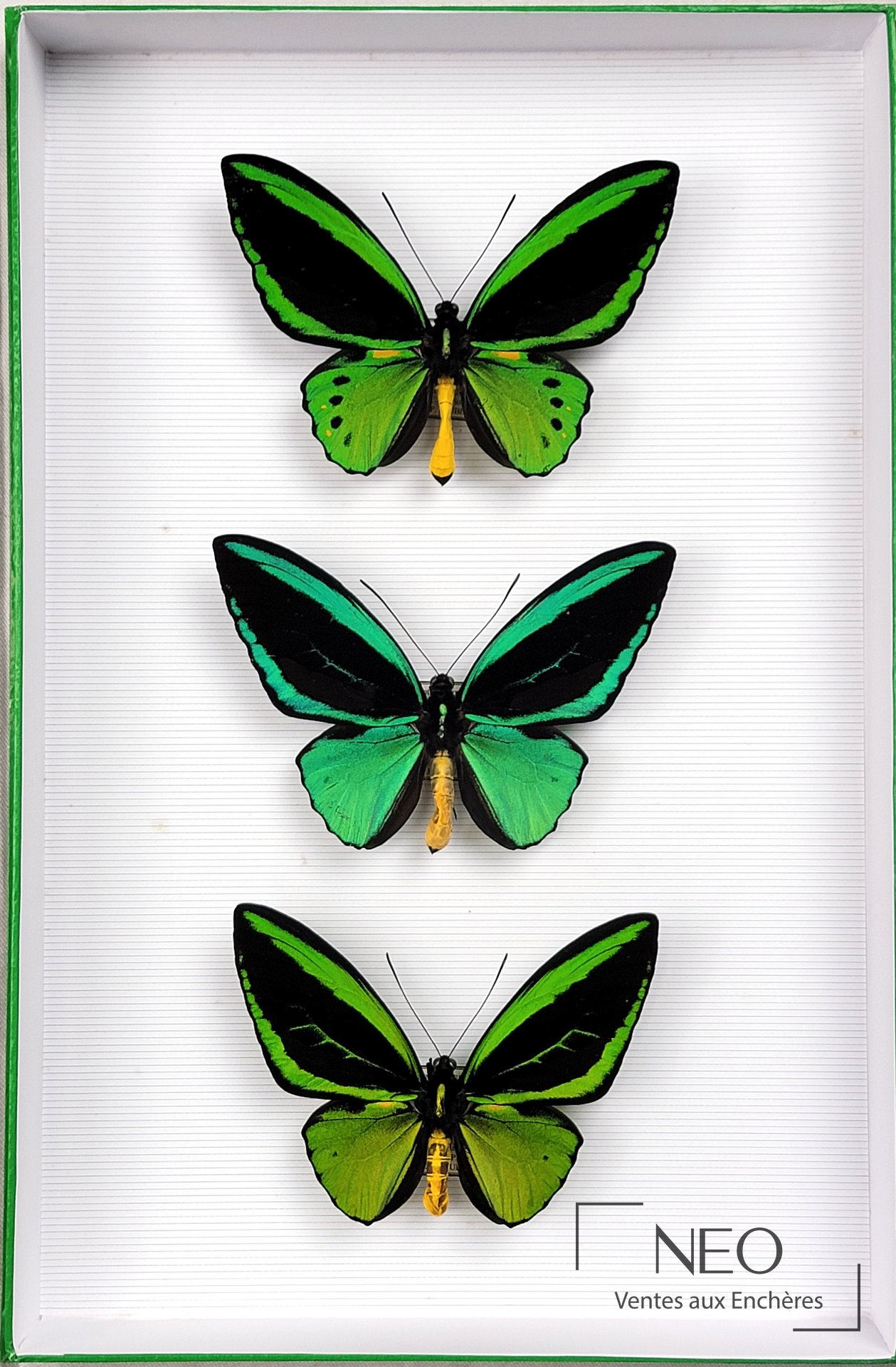 Trois papillons Ornithoptera priamus présentés dans une boîte à fond blanc.