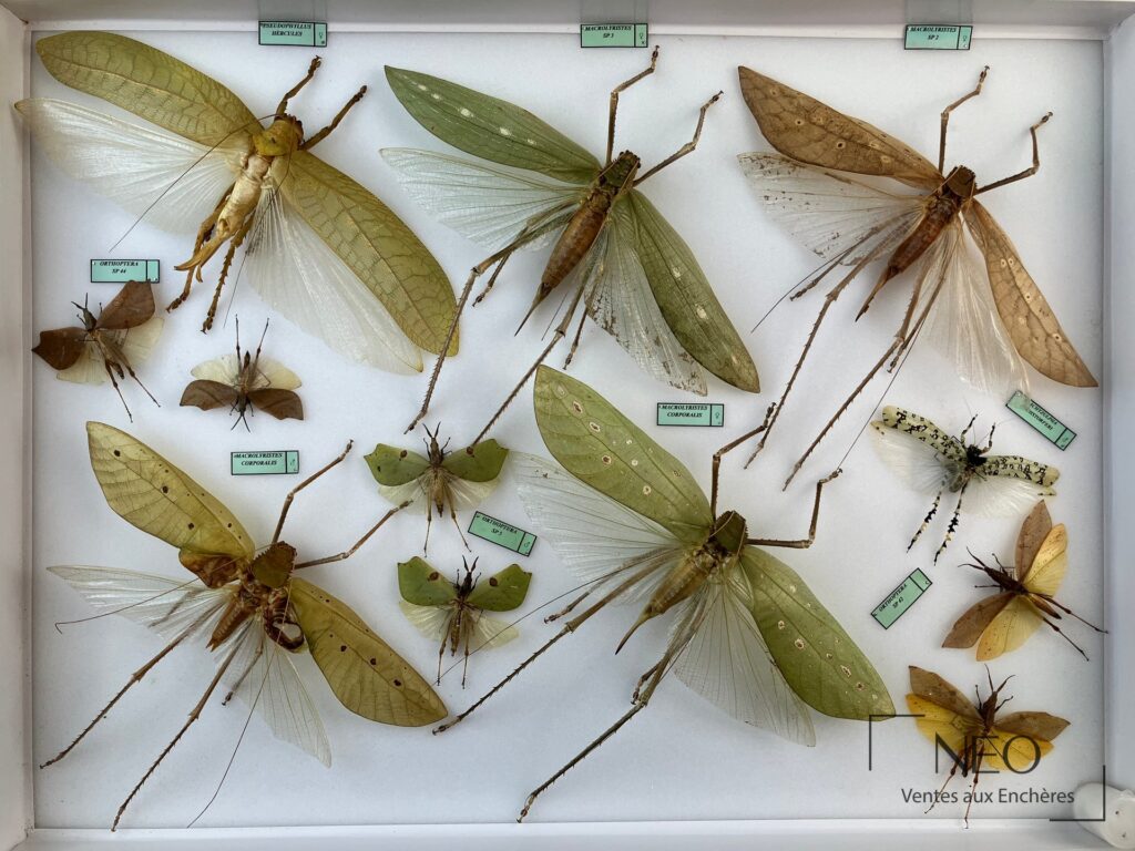 Boîte entomologique d’orthoptères exotiques avec grands spécimens ailés sur fond blanc