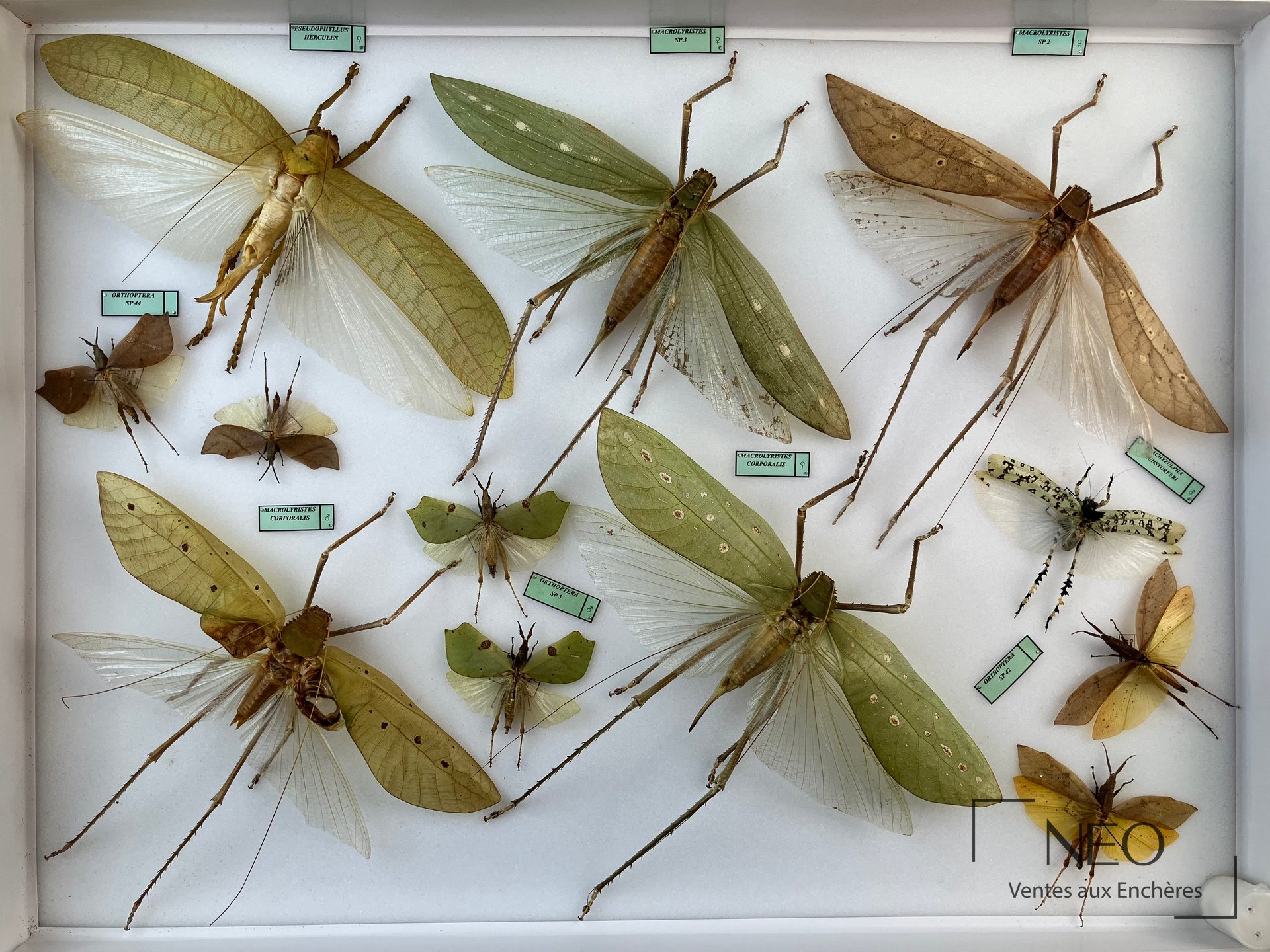 Boîte entomologique d’orthoptères exotiques avec grands spécimens ailés sur fond blanc