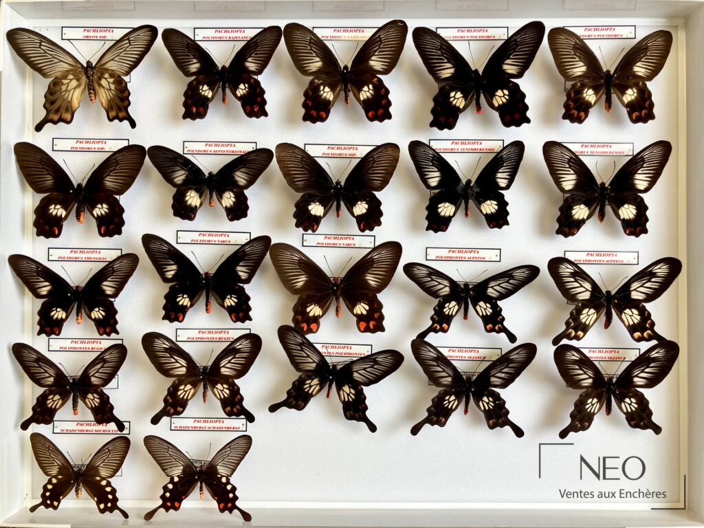 Boîte entomologique montrant plusieurs papillons Pachliopta montés sur fond clair