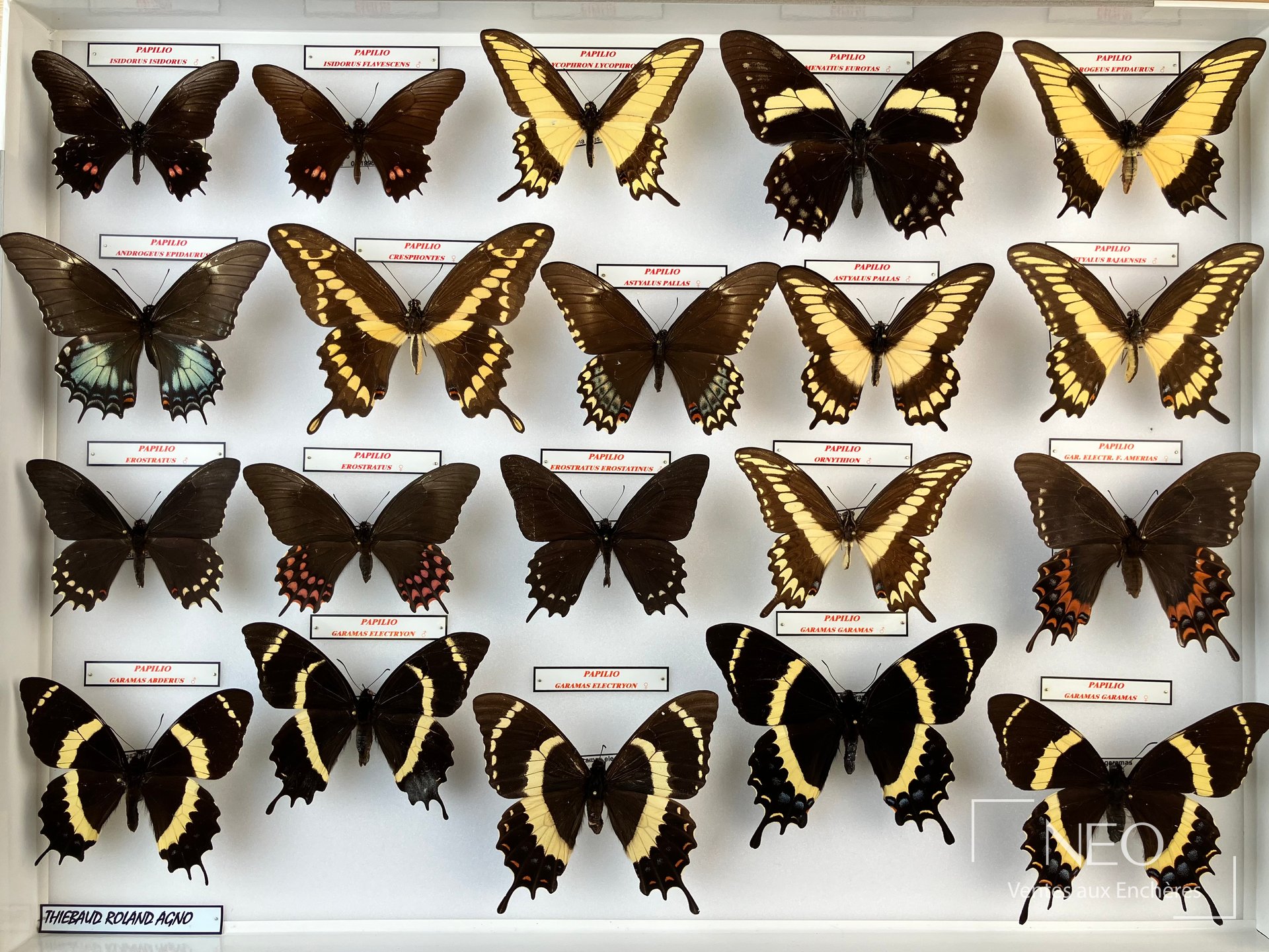 Papilio garamas ssp et autres papillons naturalisés, 3 boîtes 52 x 39