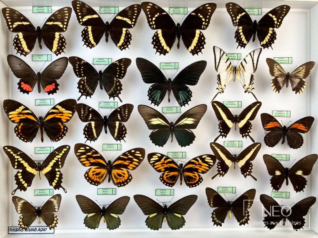Boîte de papillons tropicaux composée de plusieurs spécimens montés et étiquetés