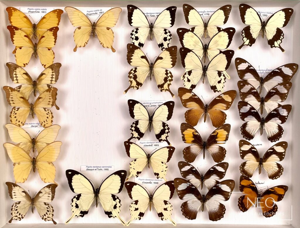 Boîte entomologique de papillons africains avec plusieurs Papilio montés sur fond rayé