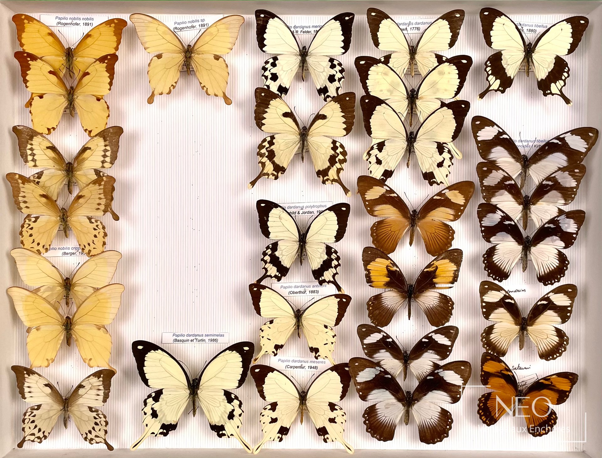Boîte entomologique de papillons africains avec plusieurs Papilio montés sur fond rayé