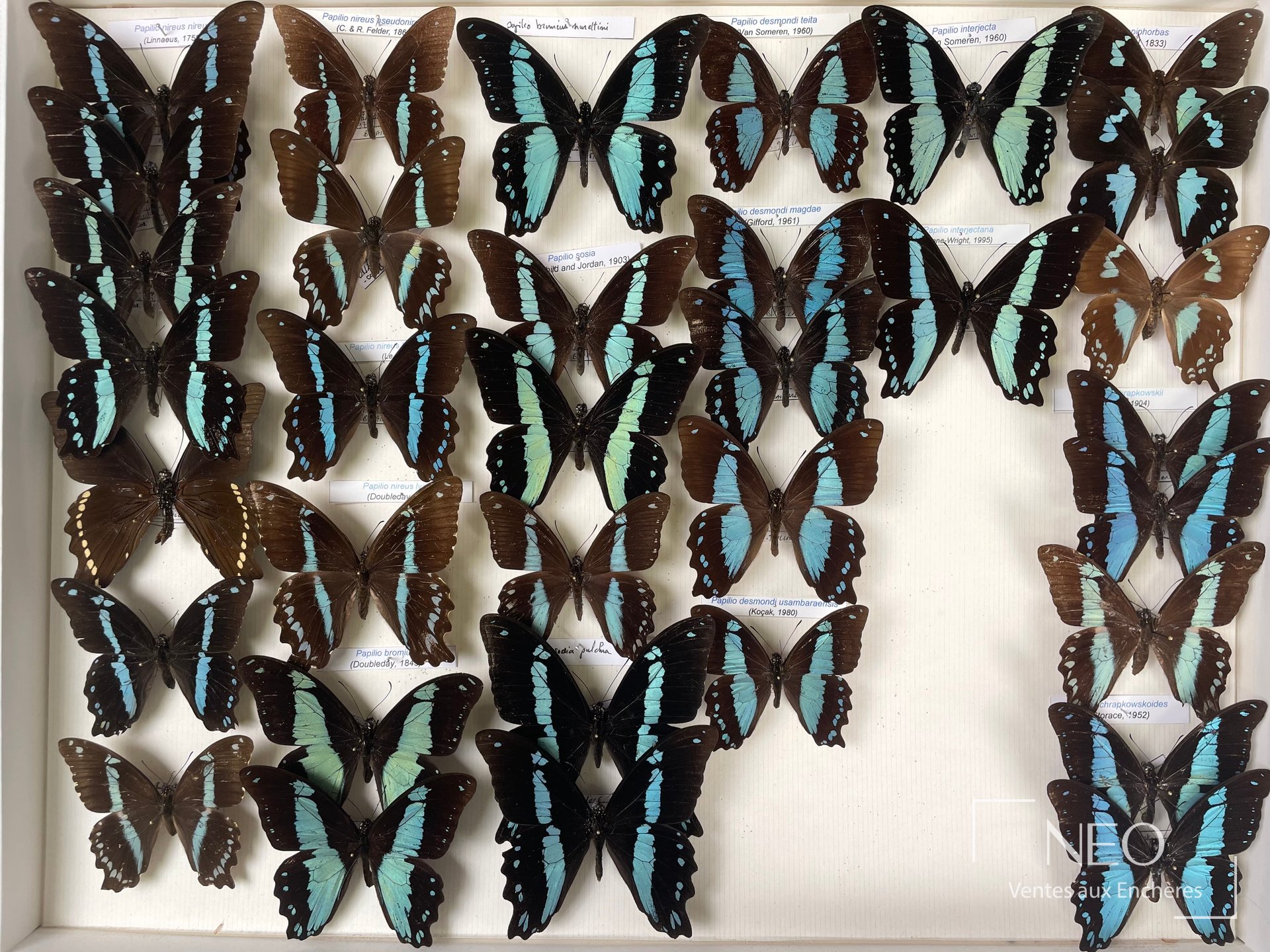Boîte d'entomologie avec papillons africains montés sur fond clair