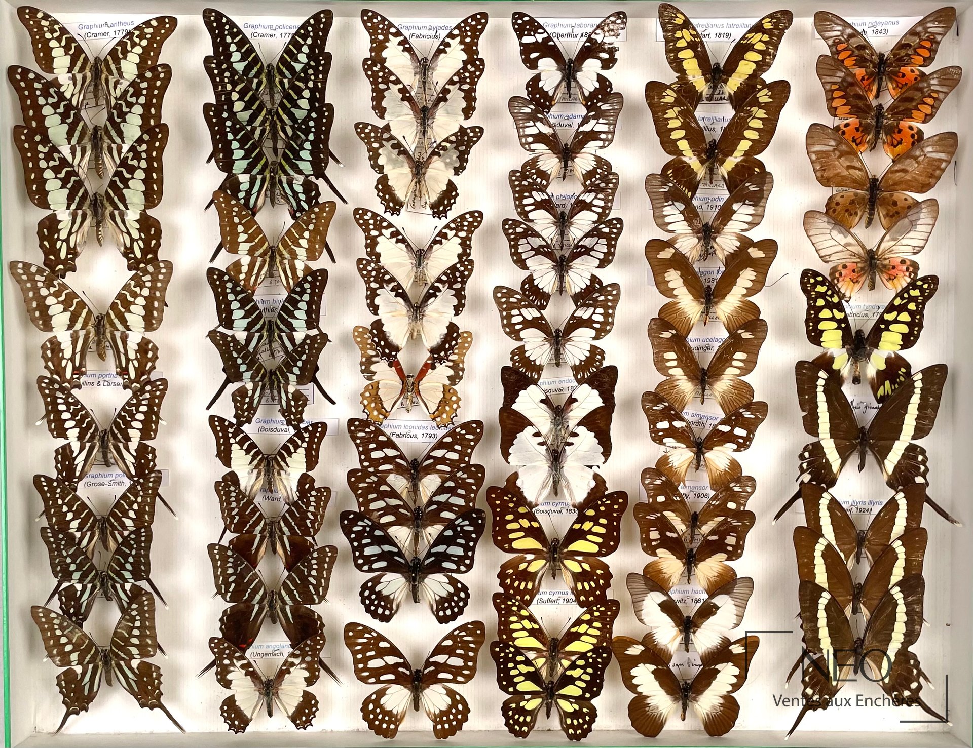 Vue d'ensemble de deux boîtes de papillons africains disposés sous verre.