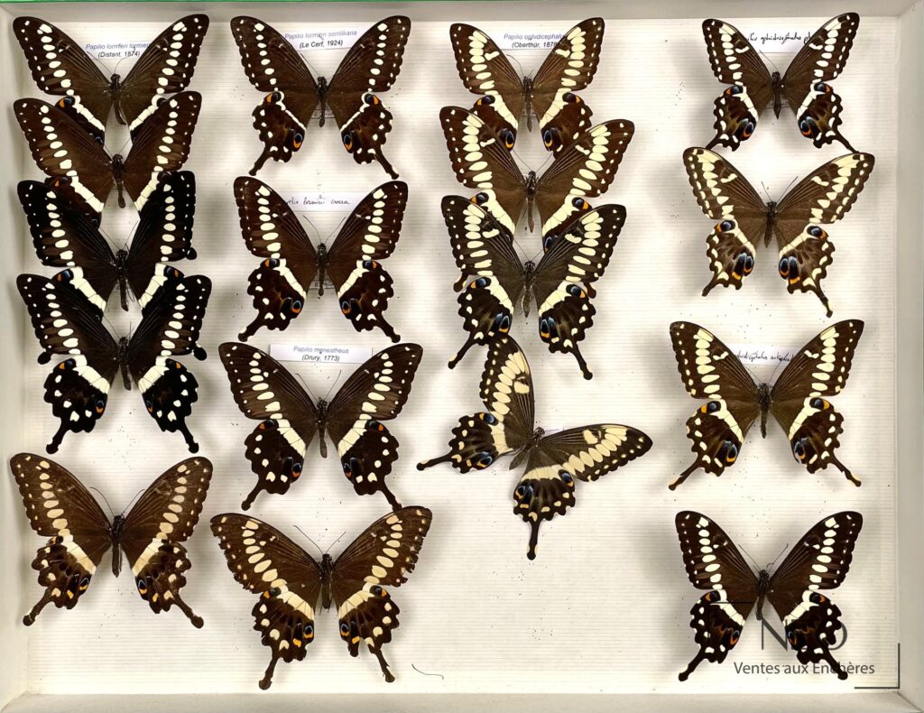 Boîte entomologique de papillons africains alignés