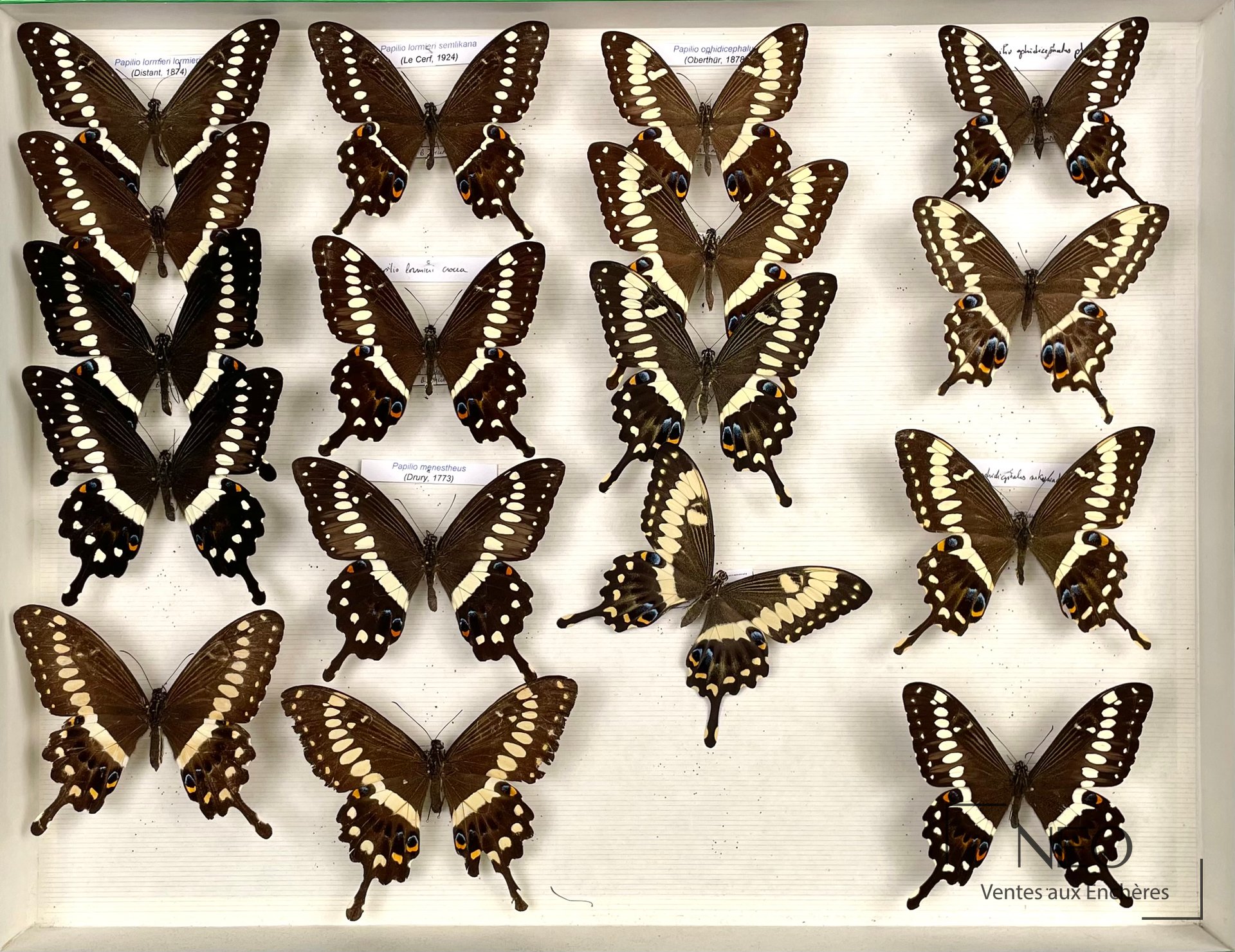 Boîte entomologique de papillons africains alignés