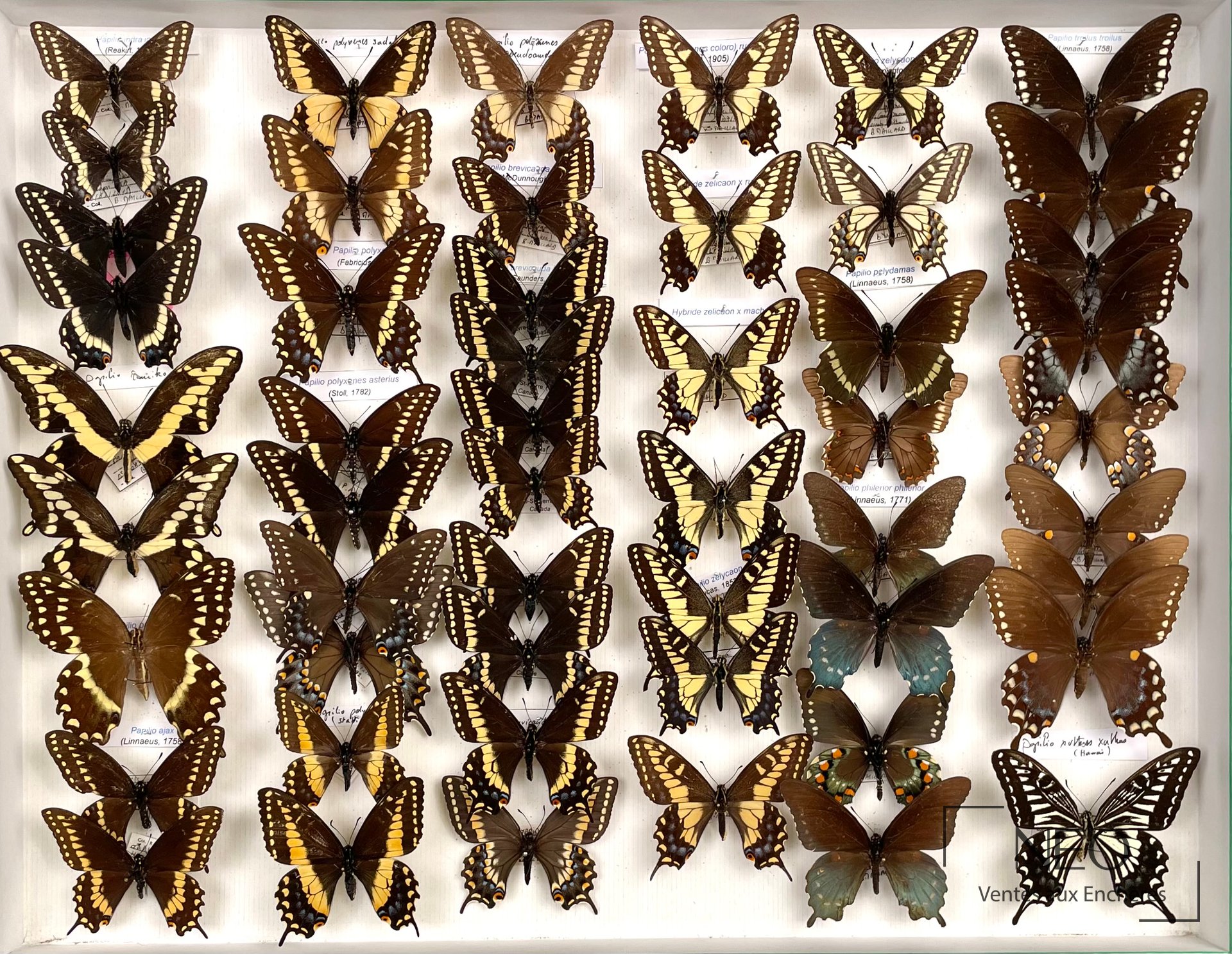Ensemble de papillons entomologiques présentés en boîte