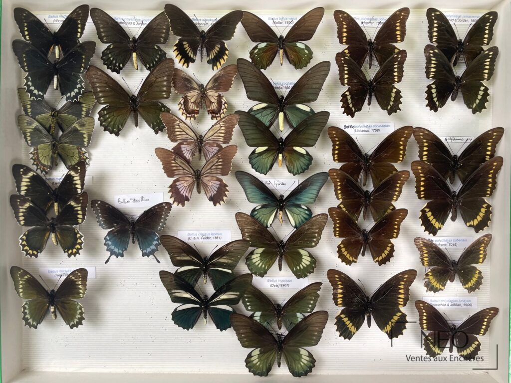Boîte entomologique de papillons américains présentés en collection