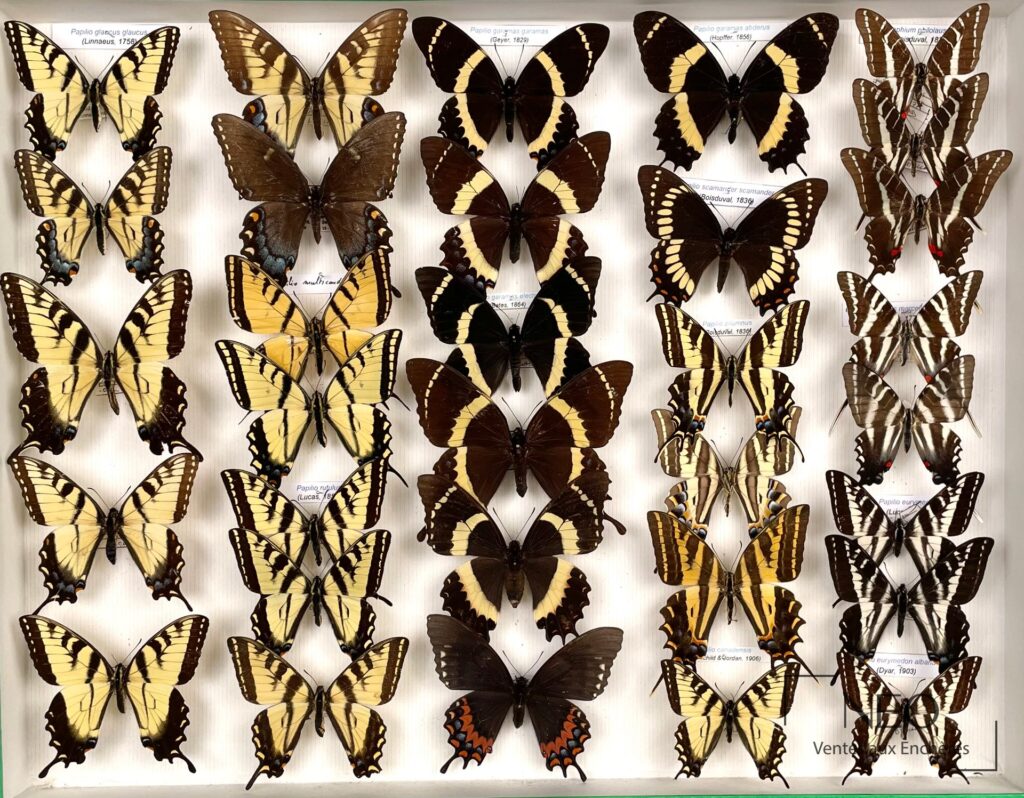 Boîte de Papilionidae américains avec plusieurs papillons montés sur fond clair