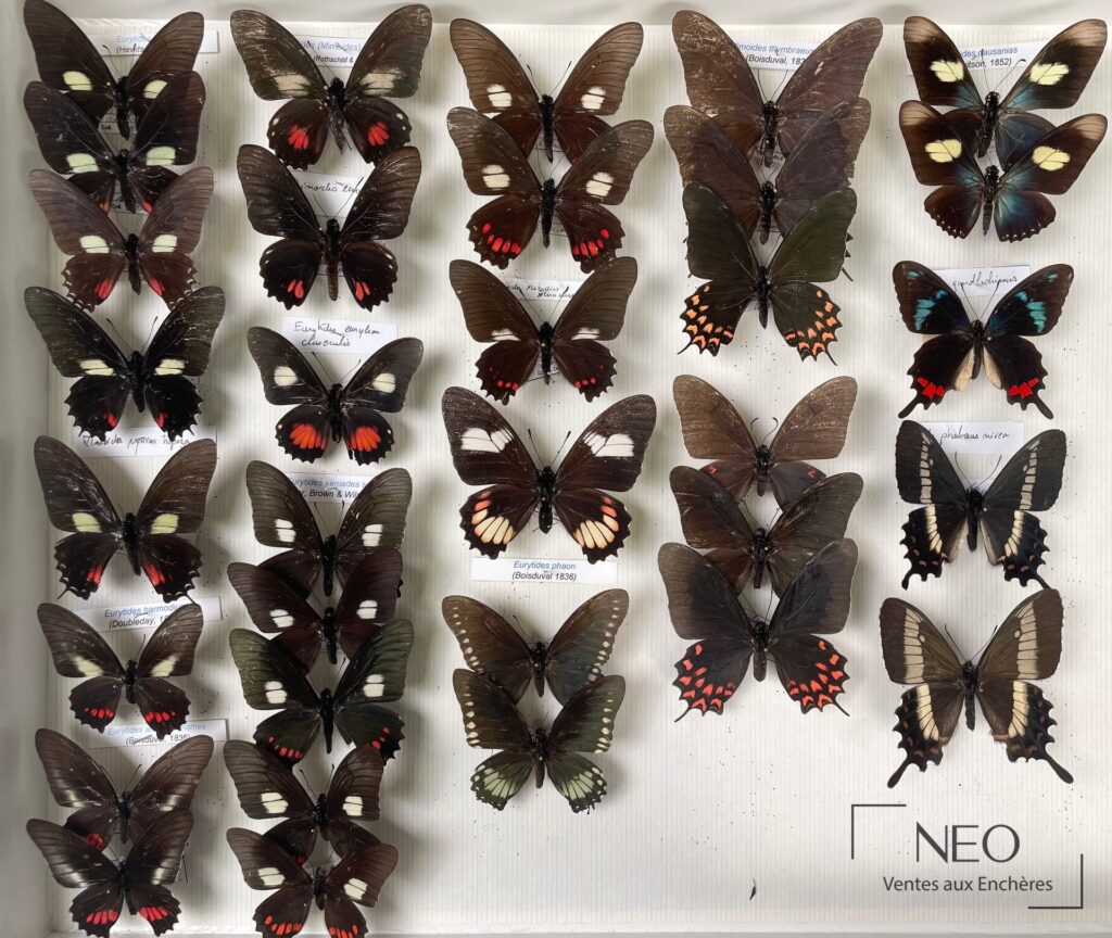 Boîte de papillons naturalisés avec plusieurs spécimens montés sur fond clair.