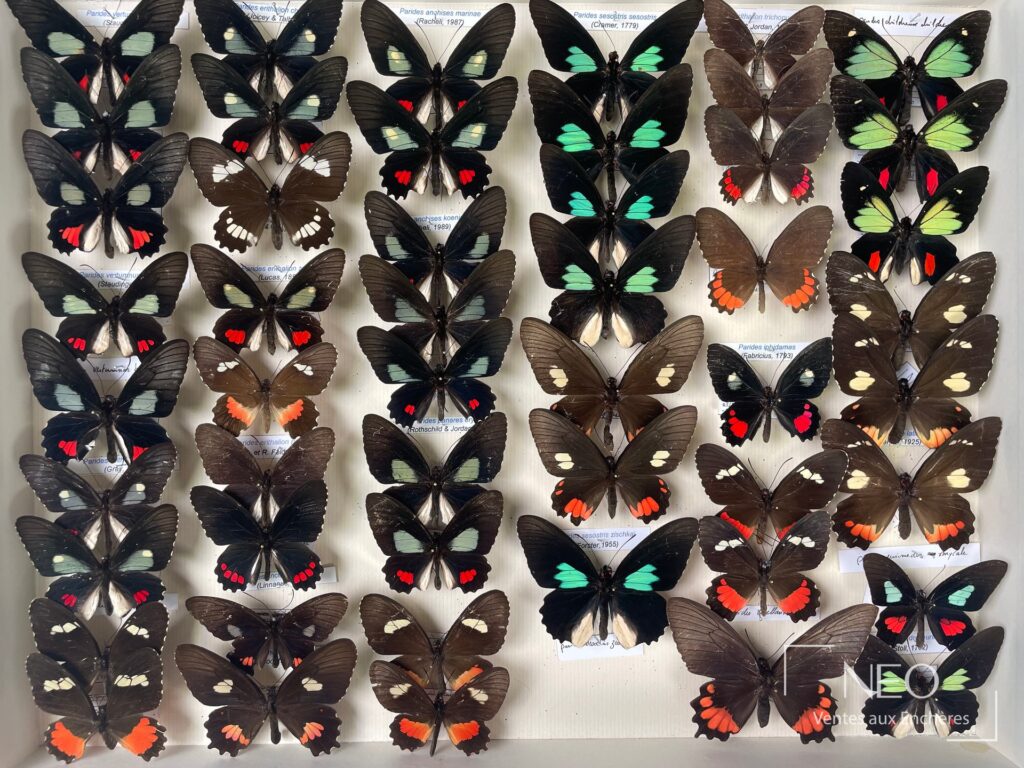 Boîte entomologique de papillons américains alignés sur fond clair
