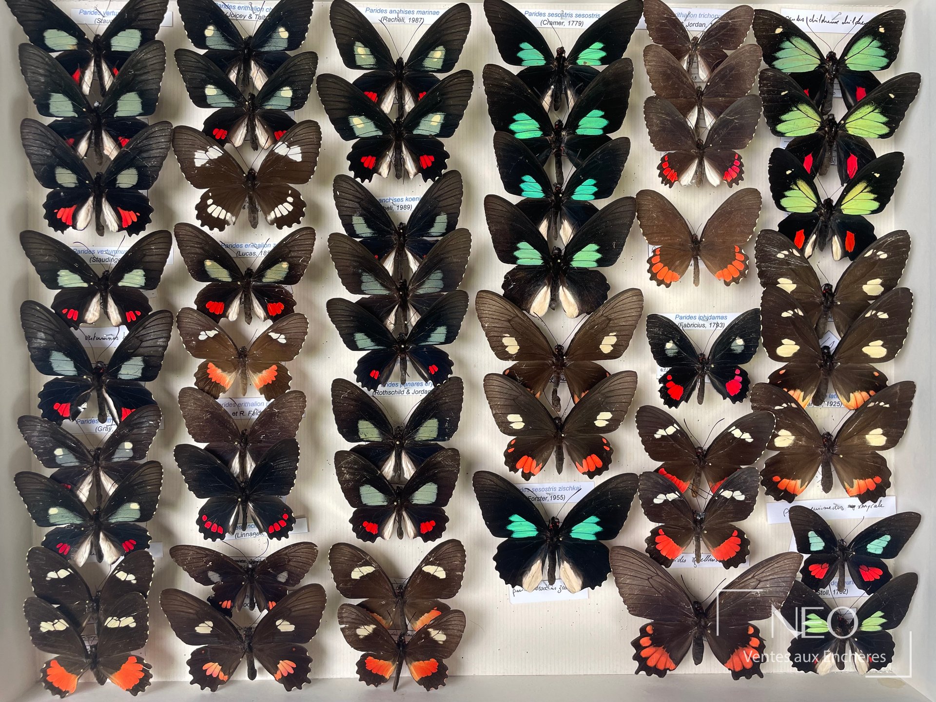 Boîte entomologique de papillons américains alignés sur fond clair