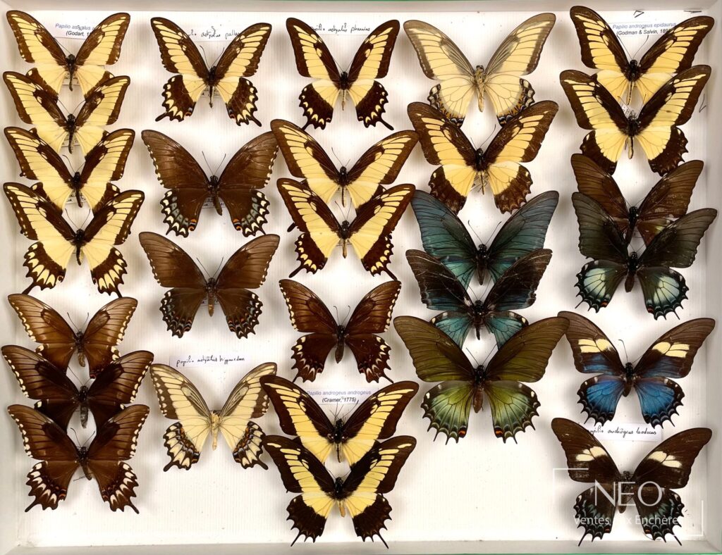 Deux boîtes de Papilionidae américains montées sur fond clair