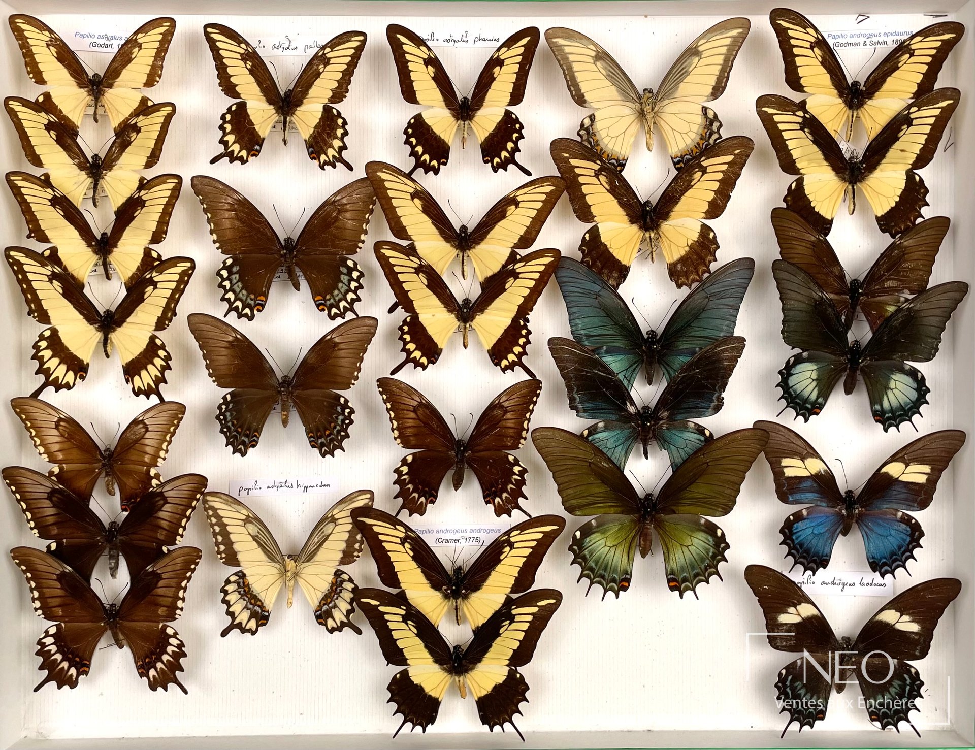 Deux boîtes de Papilionidae américains montées sur fond clair