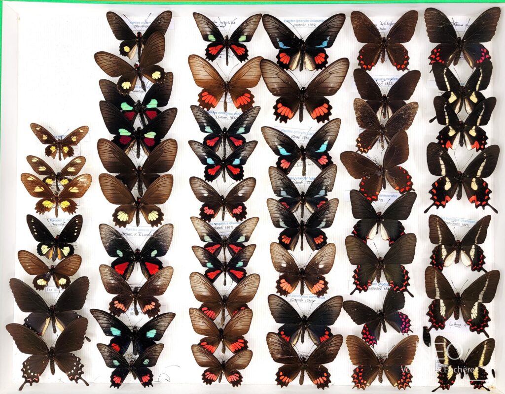 Boîte entomologique présentant une série de papillons Papilionidae aux ailes déployées