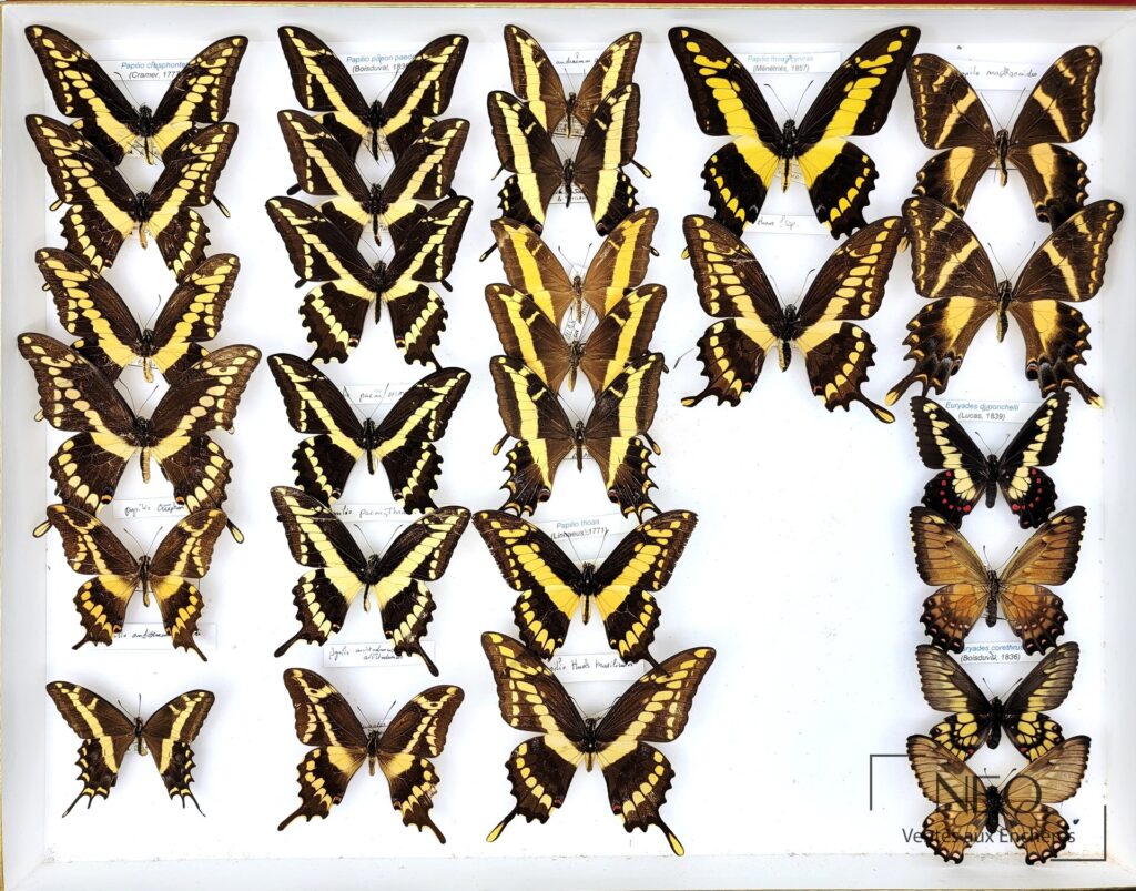 Boîte entomologique présentant plusieurs papillons naturalisés à ailes jaunes et noires