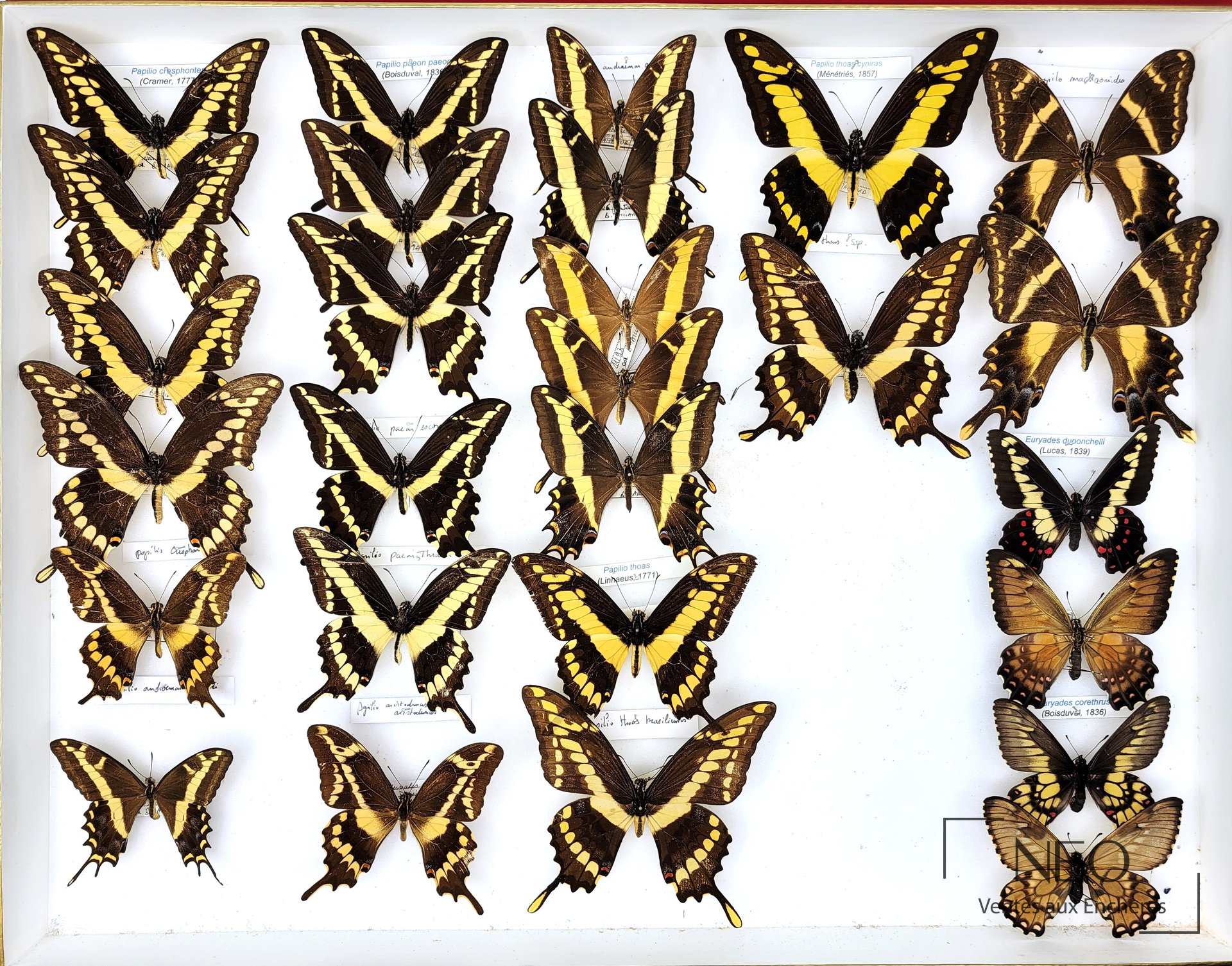 Boîte entomologique présentant plusieurs papillons naturalisés à ailes jaunes et noires