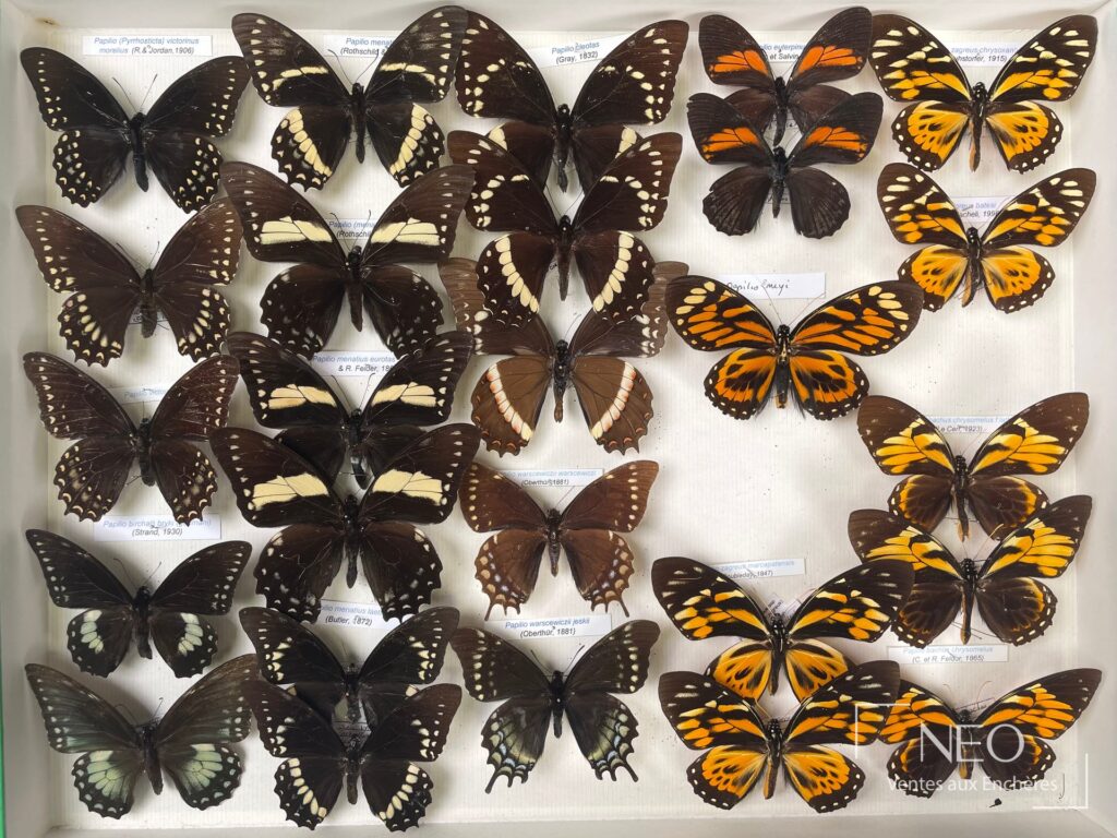 Boîte d’entomologie présentant plusieurs papillons Papilionidae montés et étiquetés.