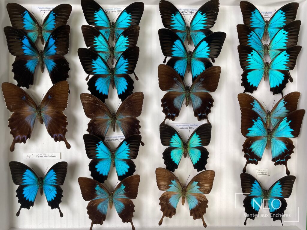 Boîte montrant plusieurs papillons bleus et bruns montés sur fond clair