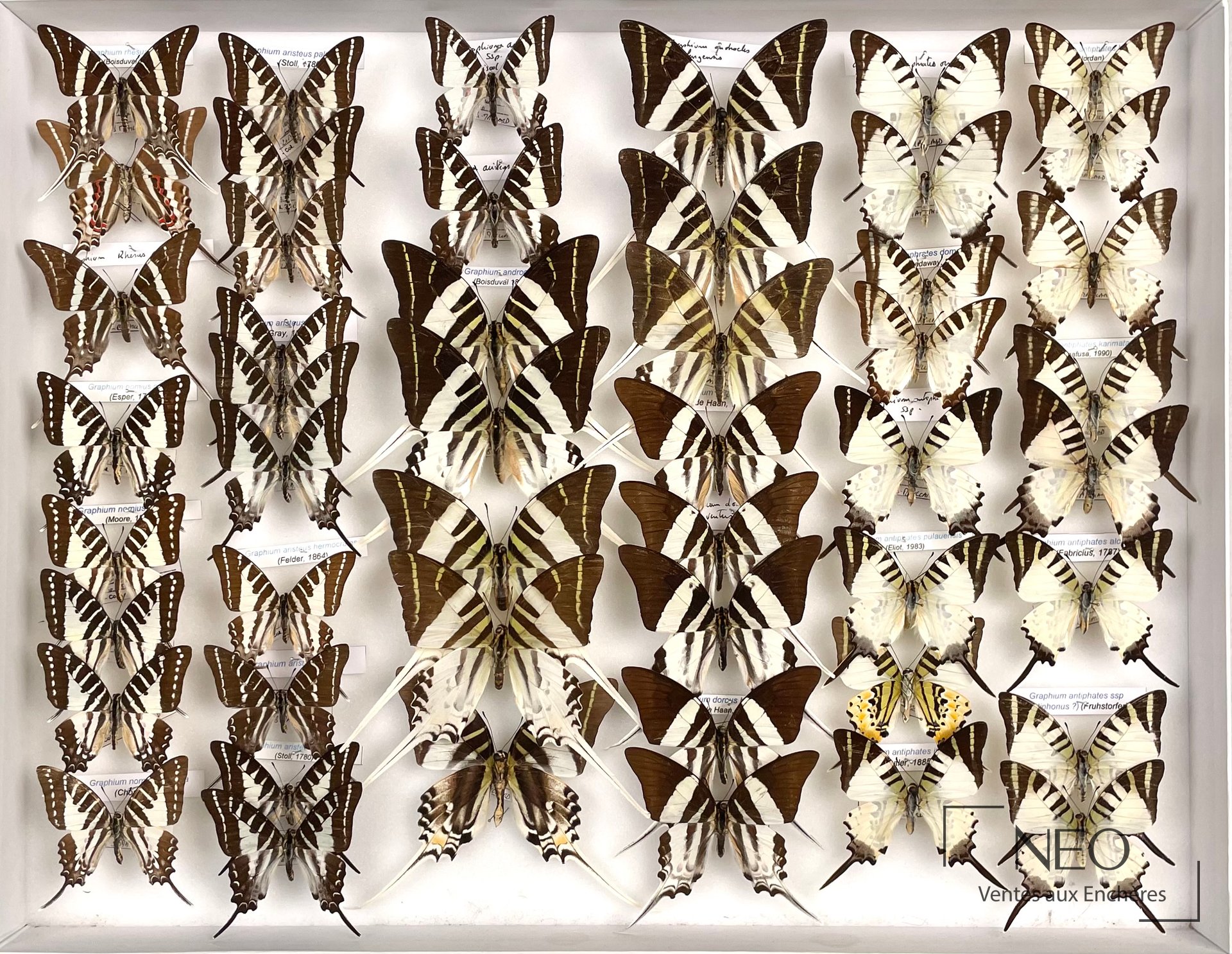 Boîte entomologique de papillons asiatiques présentant plusieurs spécimens ouverts sur fond clair