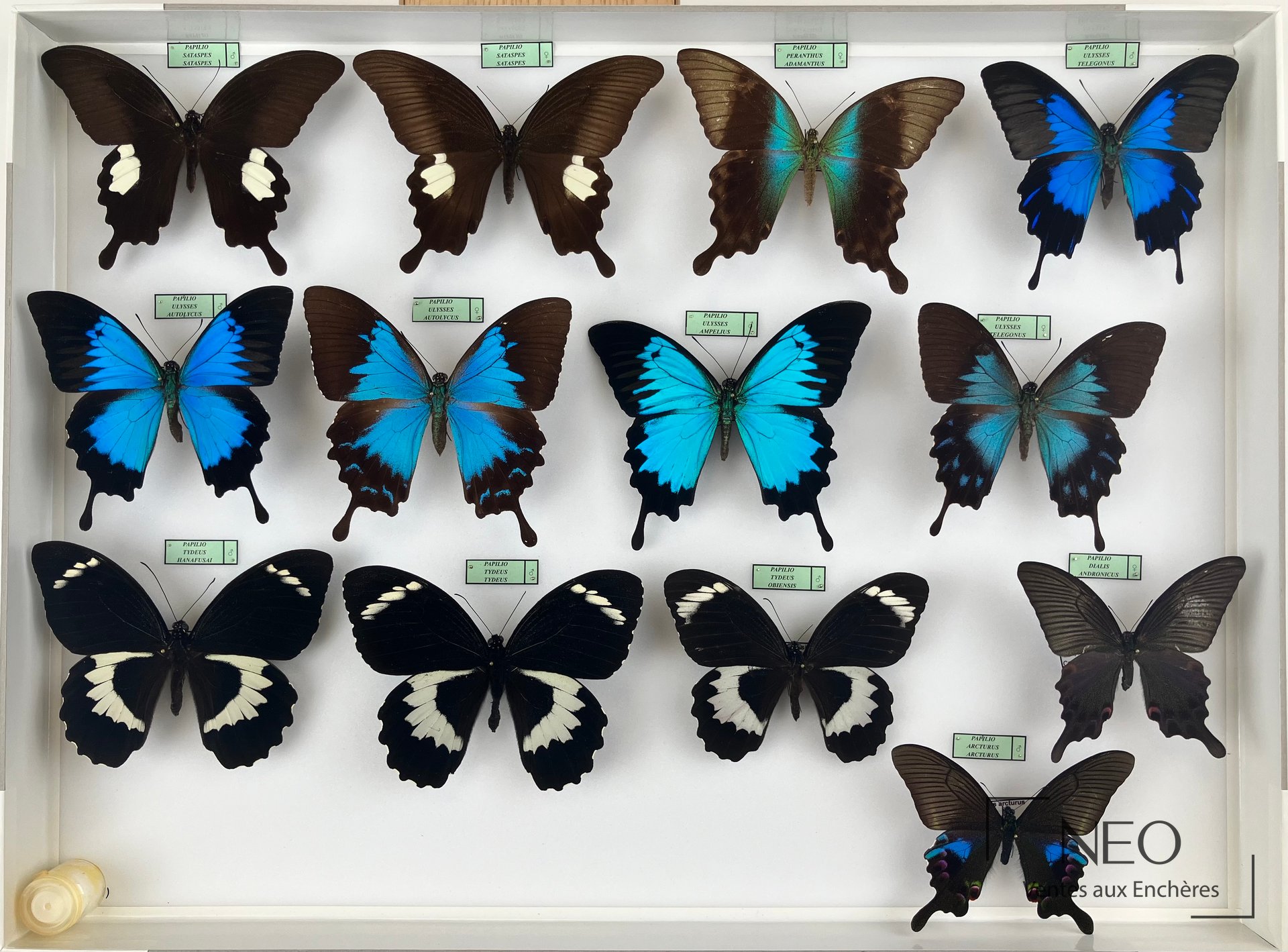 Papilionidae asiatiques, trois boîtes de papillons naturalisés