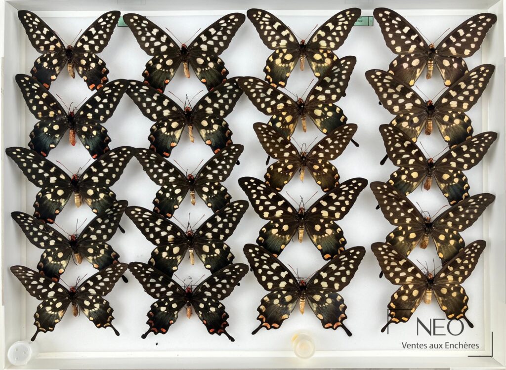 Boîte entomologique présentant plusieurs papillons naturalisés sur fond clair