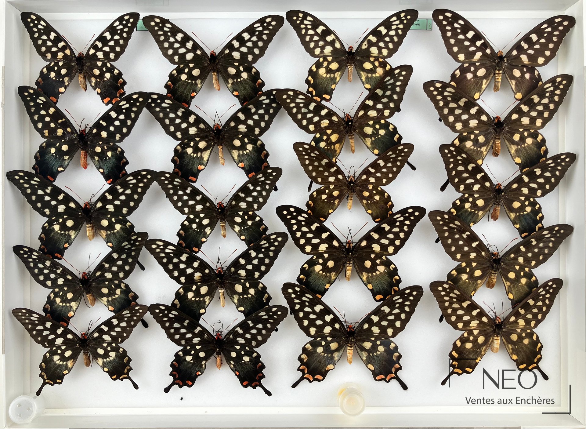 Papilionidae asiatiques, boîtes entomologiques, ensemble de papillons naturalisés