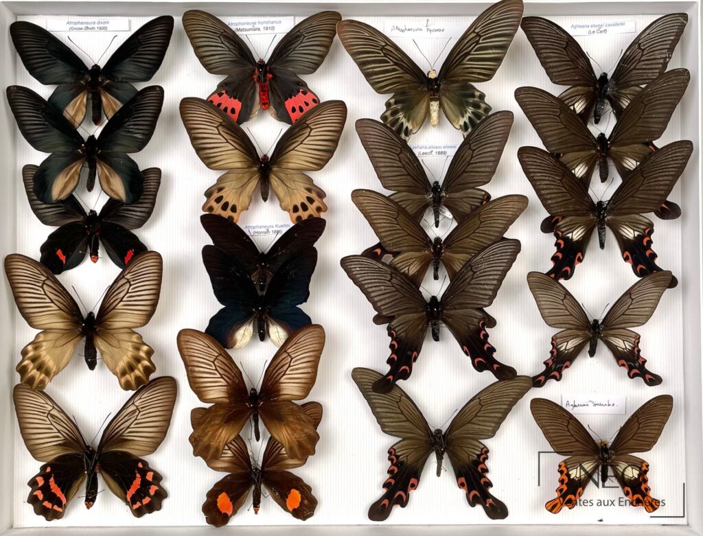 Boîte entomologique présentant plusieurs Papilionidae asiatiques disposés sur fond clair.