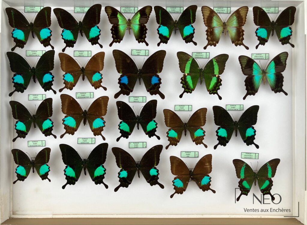 Lot de papillons naturalisés présenté en boîte