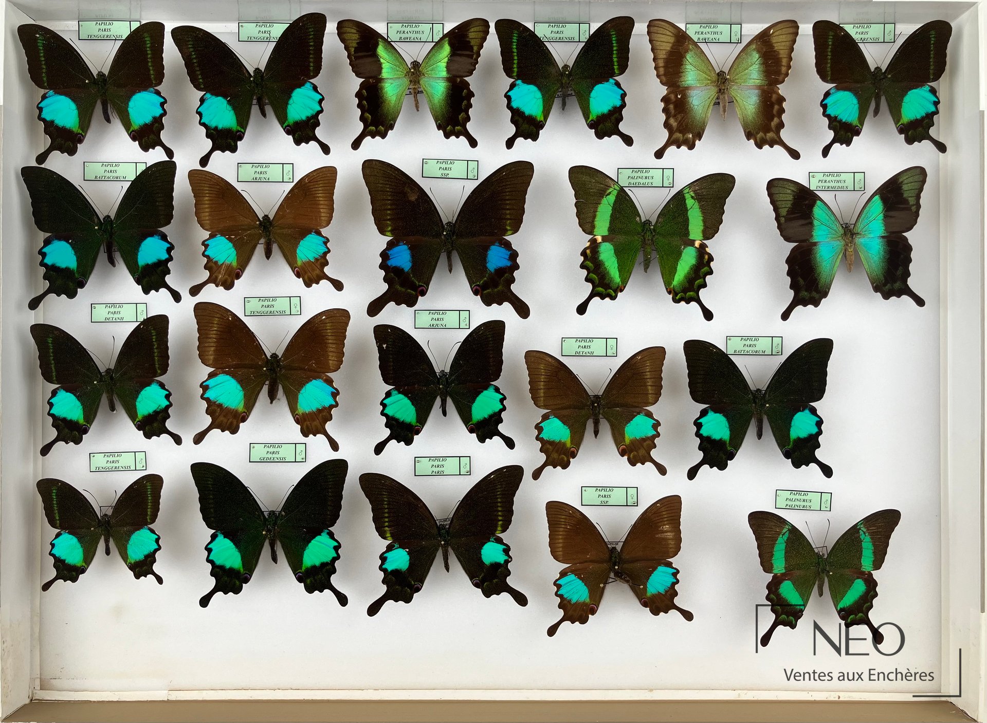 Papilionidae asiatiques, lot de papillons naturalisés en boîtes
