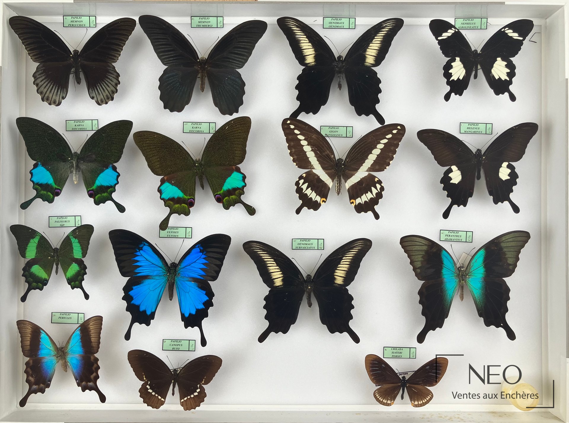 Papilionidae asiatiques, 4 boîtes de papillons naturalisés