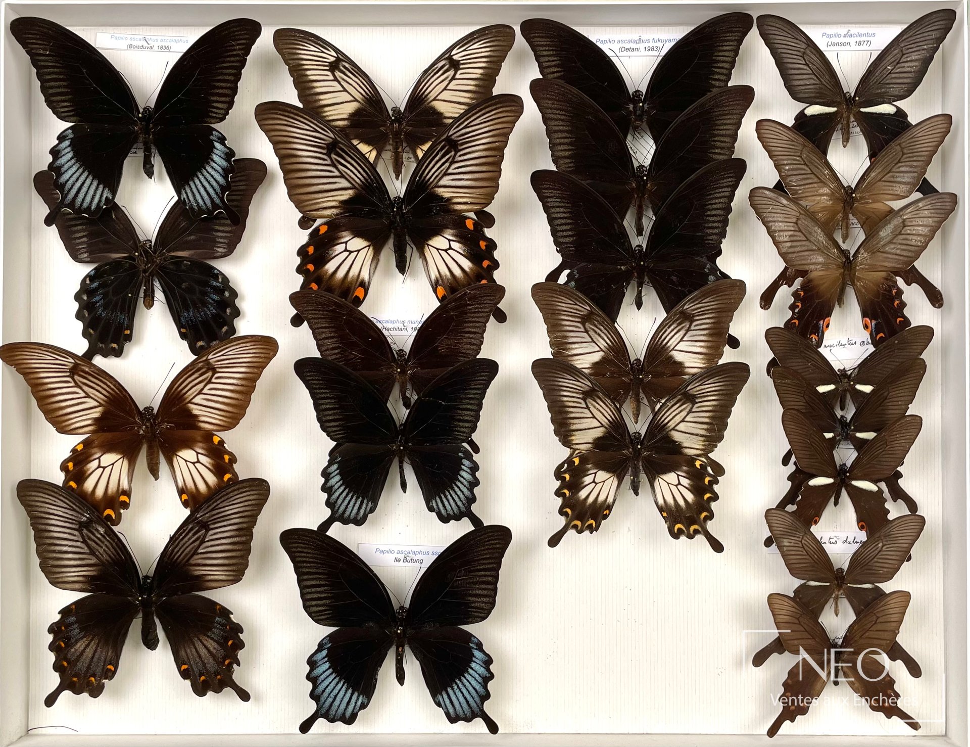 Papilionidae asiatiques, environ vingt-deux spécimens en boîte