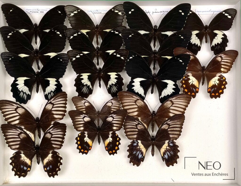 Boîte de 17 papillons Papilionidae asiatiques présentés ailes déployées