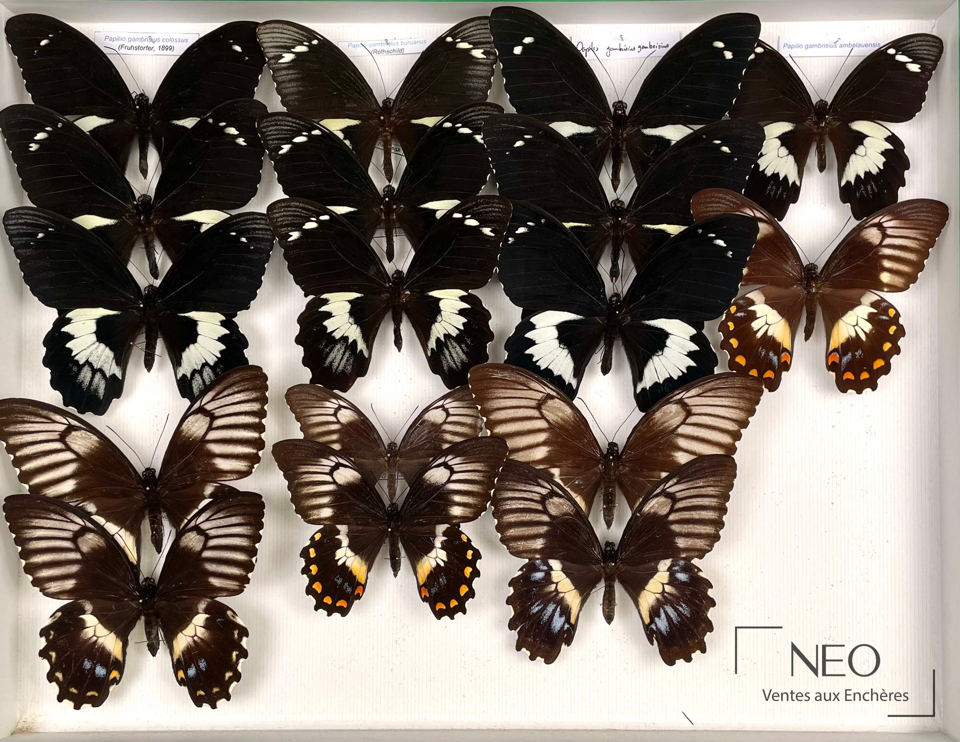 Papilionidae asiatiques, boîte de 17 spécimens