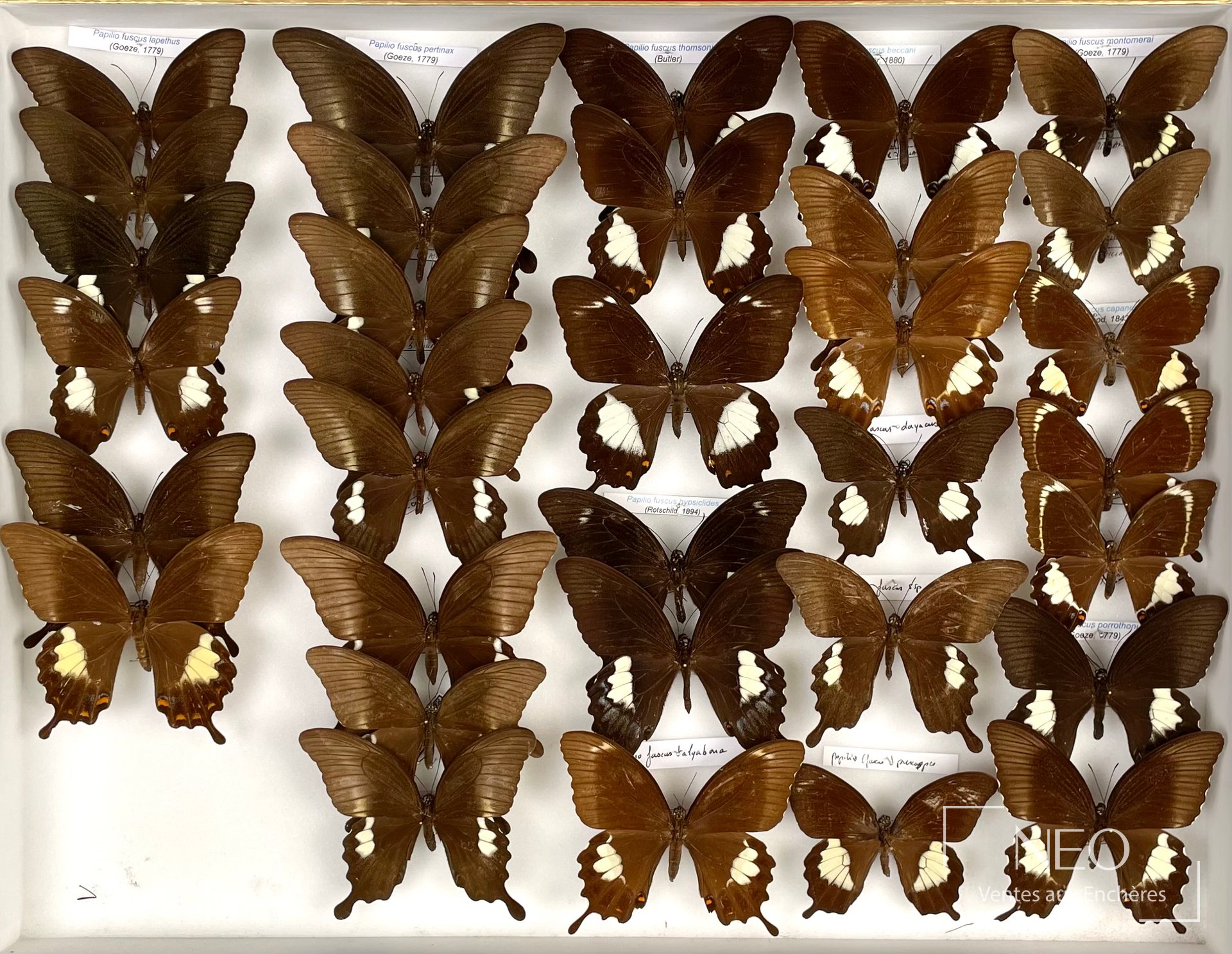 Papilionidae asiatiques, ensemble d’environ 55 exs, deux boîtes