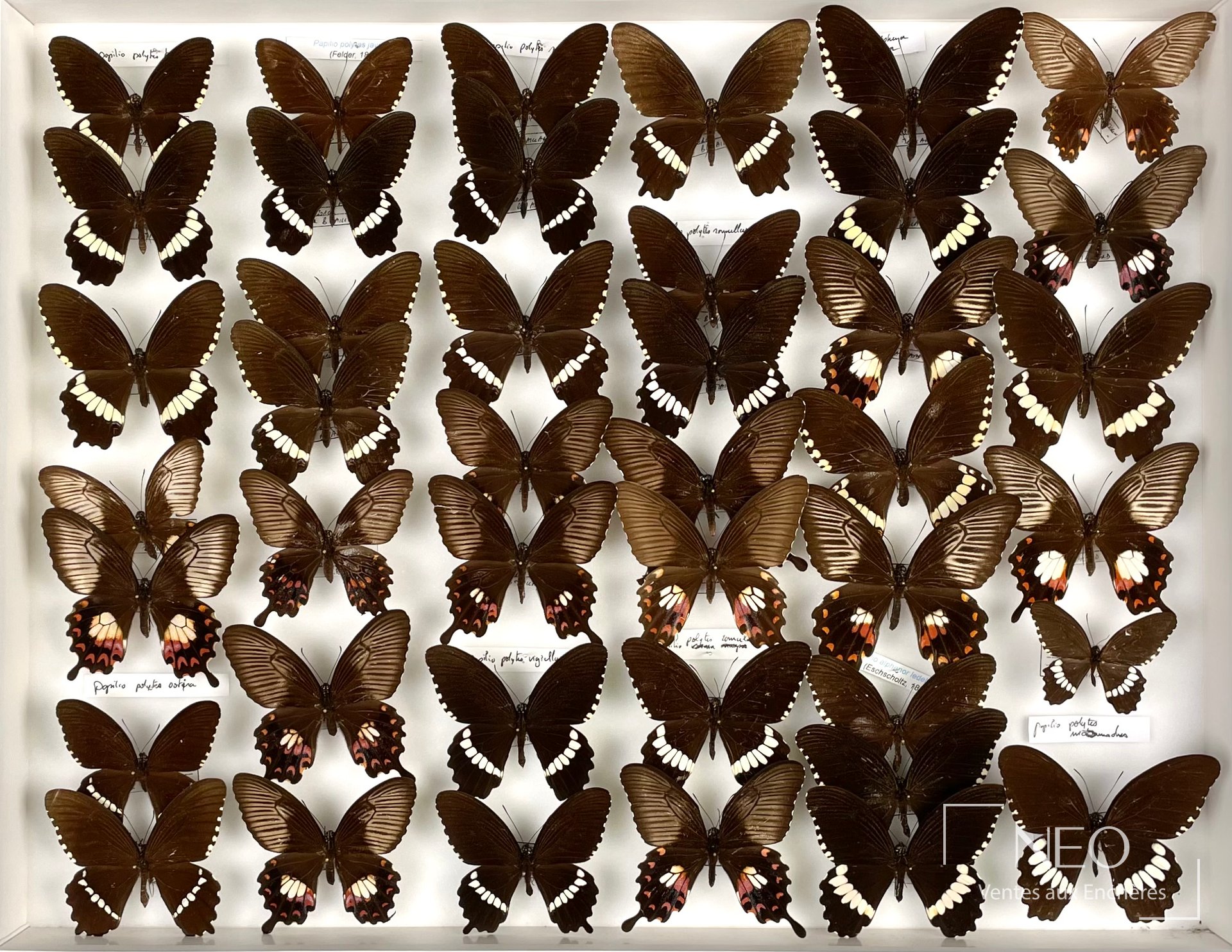 Papilionidae asiatiques, ensemble d’environ soixante-quinze exemplaires