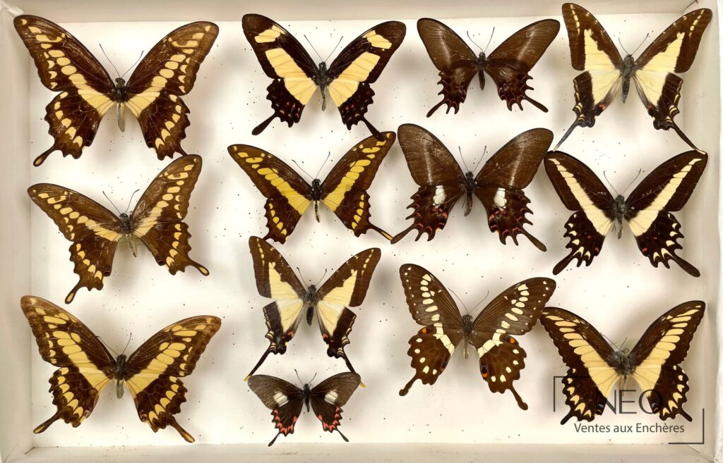 Boîte de papillons naturalisés