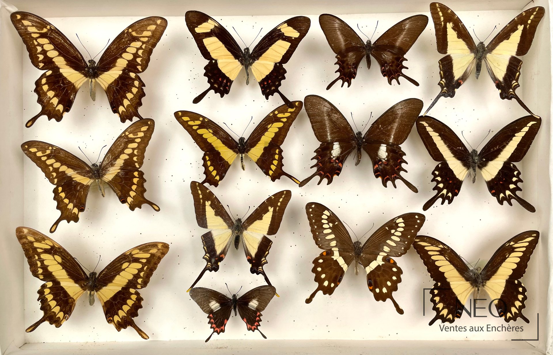 Boîte de papillons naturalisés