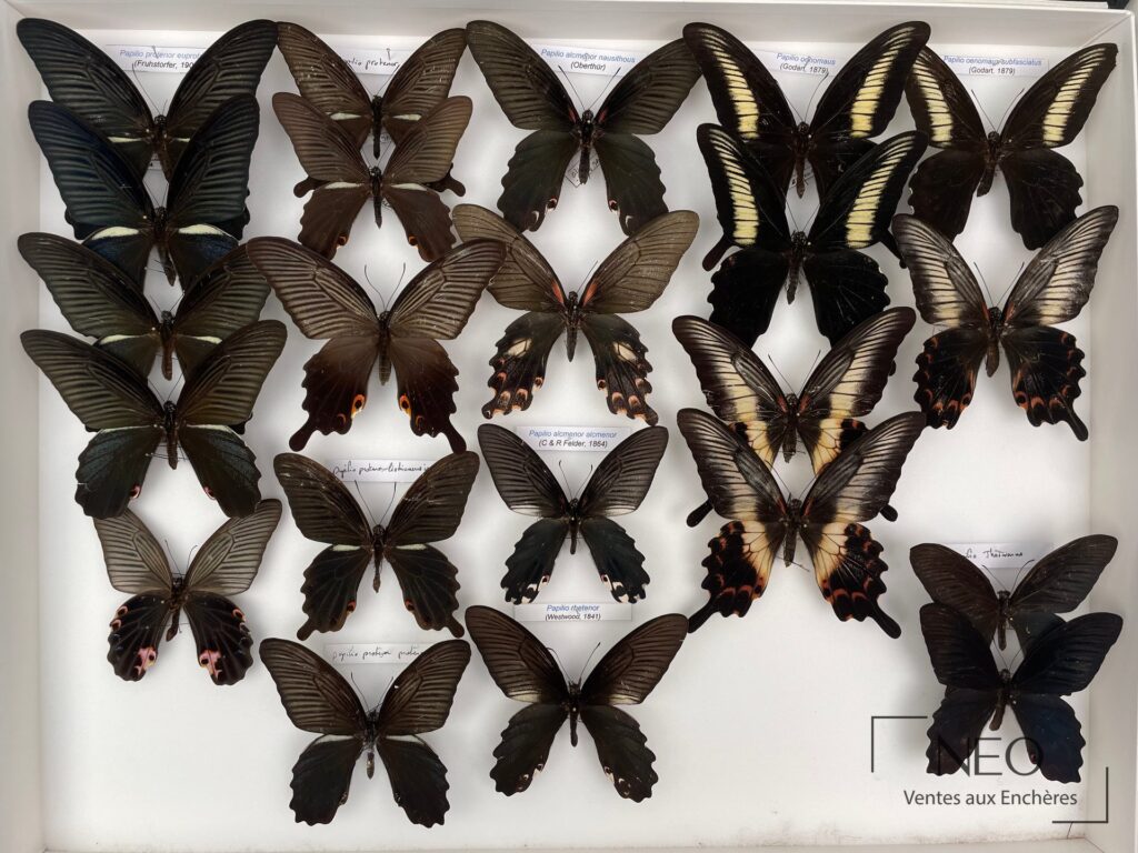 Vue d'ensemble de deux boîtes de papillons Papilionidae asiatiques.