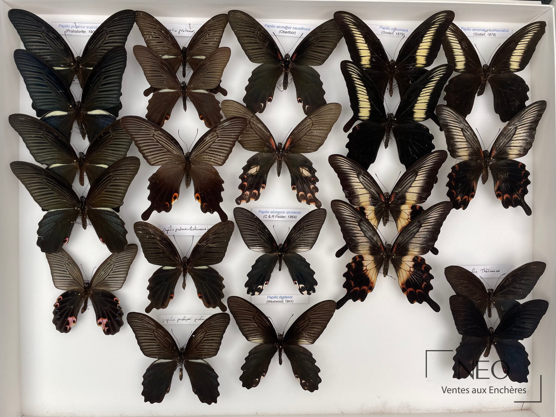 Papilionidae asiatiques, env. 39 exemplaires, deux boîtes de papillons