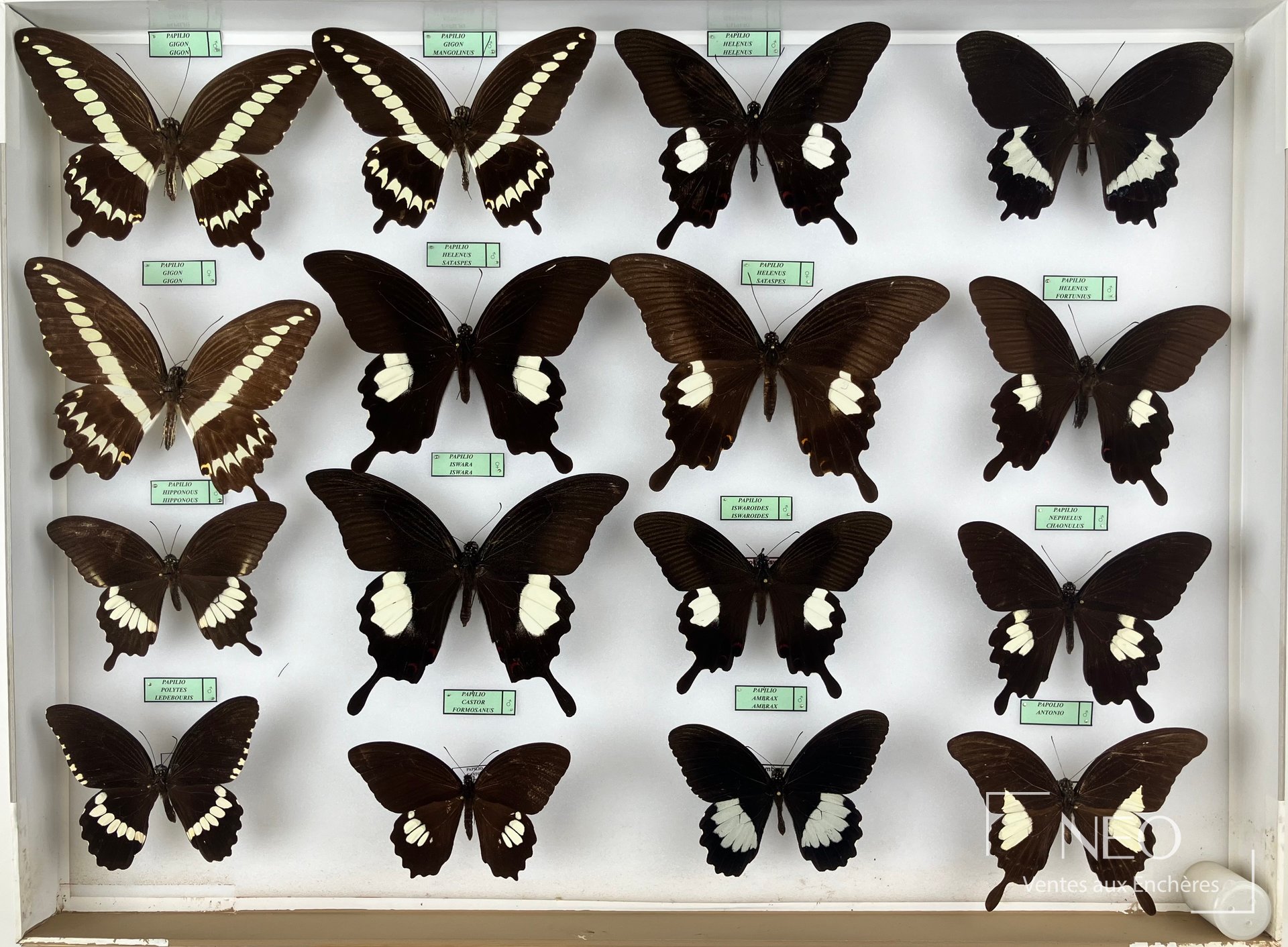 Papilionidae asiatiques, quatre boîtes entomologiques de papillons
