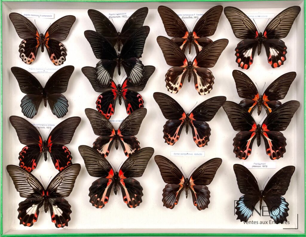 Boîte de papillons naturalisés avec plusieurs Papilionidae asiatiques disposés sur fond clair