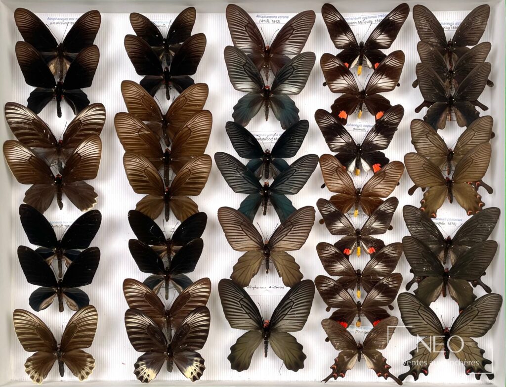 Boîte de papillons naturalisés asiatiques avec plusieurs exemplaires montés sur fond rayé