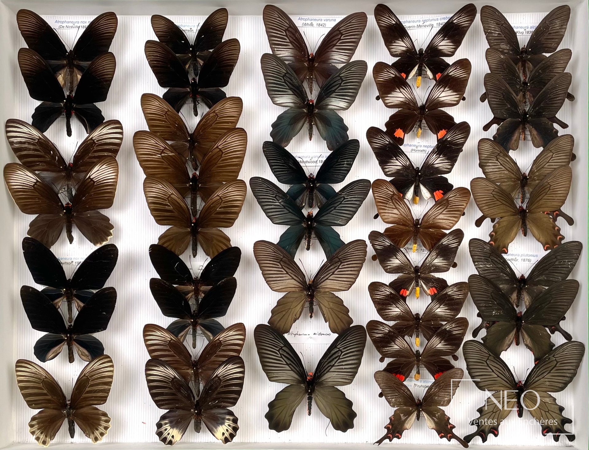 Boîte de papillons naturalisés asiatiques avec plusieurs exemplaires montés sur fond rayé
