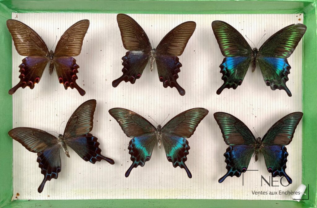 Boîte de Papilionidae asiatiques avec plusieurs papillons épinglés aux ailes irisées
