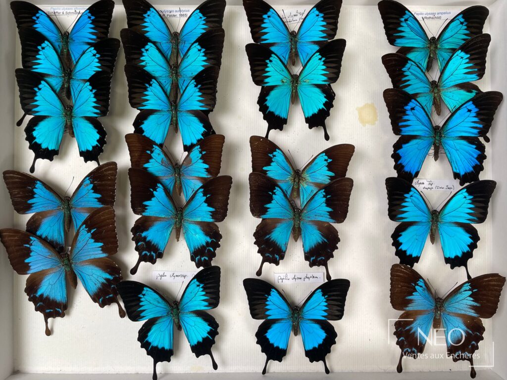 Ensemble de papillons bleus et noirs présentés en boîte